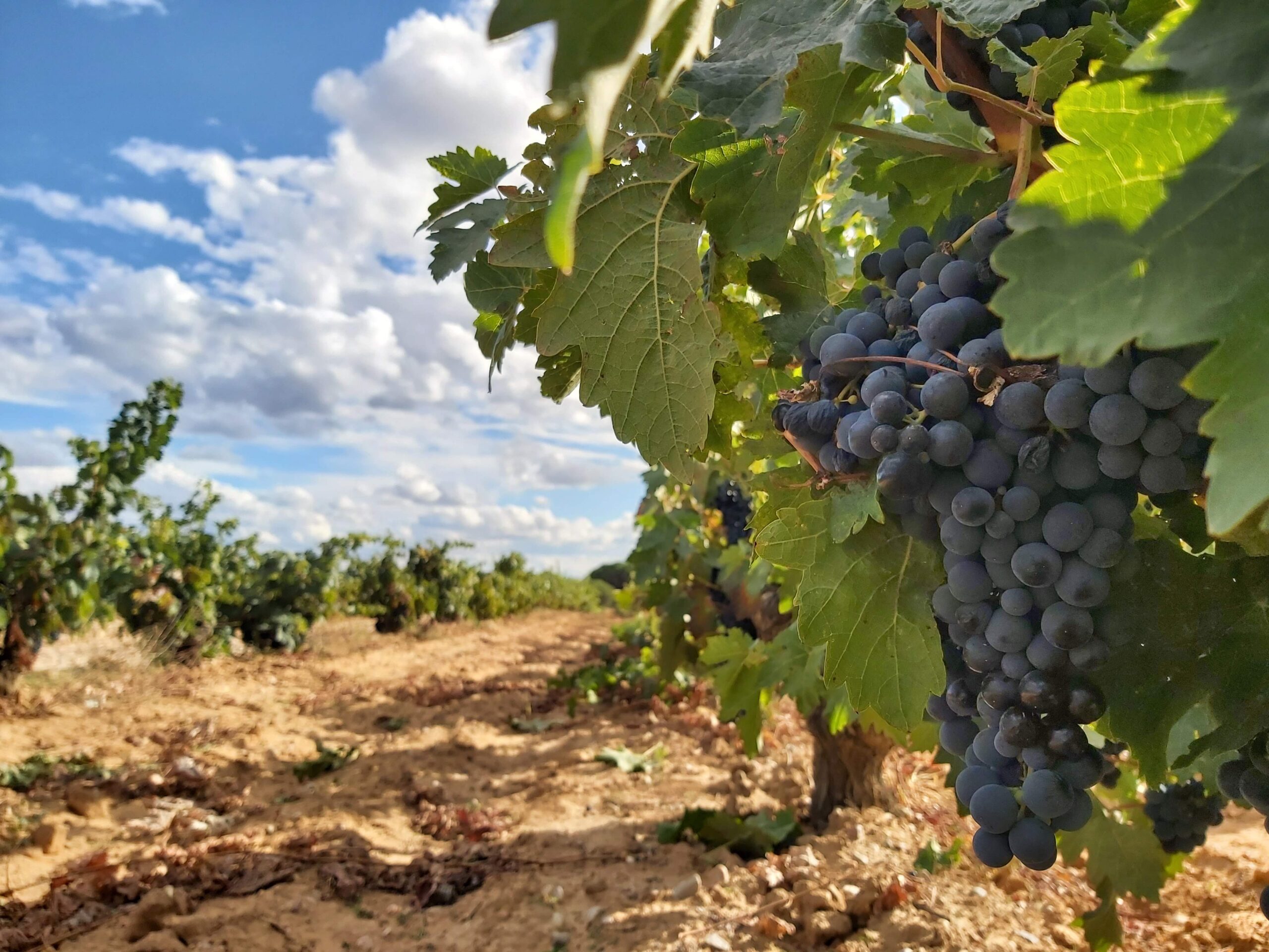racimo de uva tinto fino en viñedo de Ribera del Duero