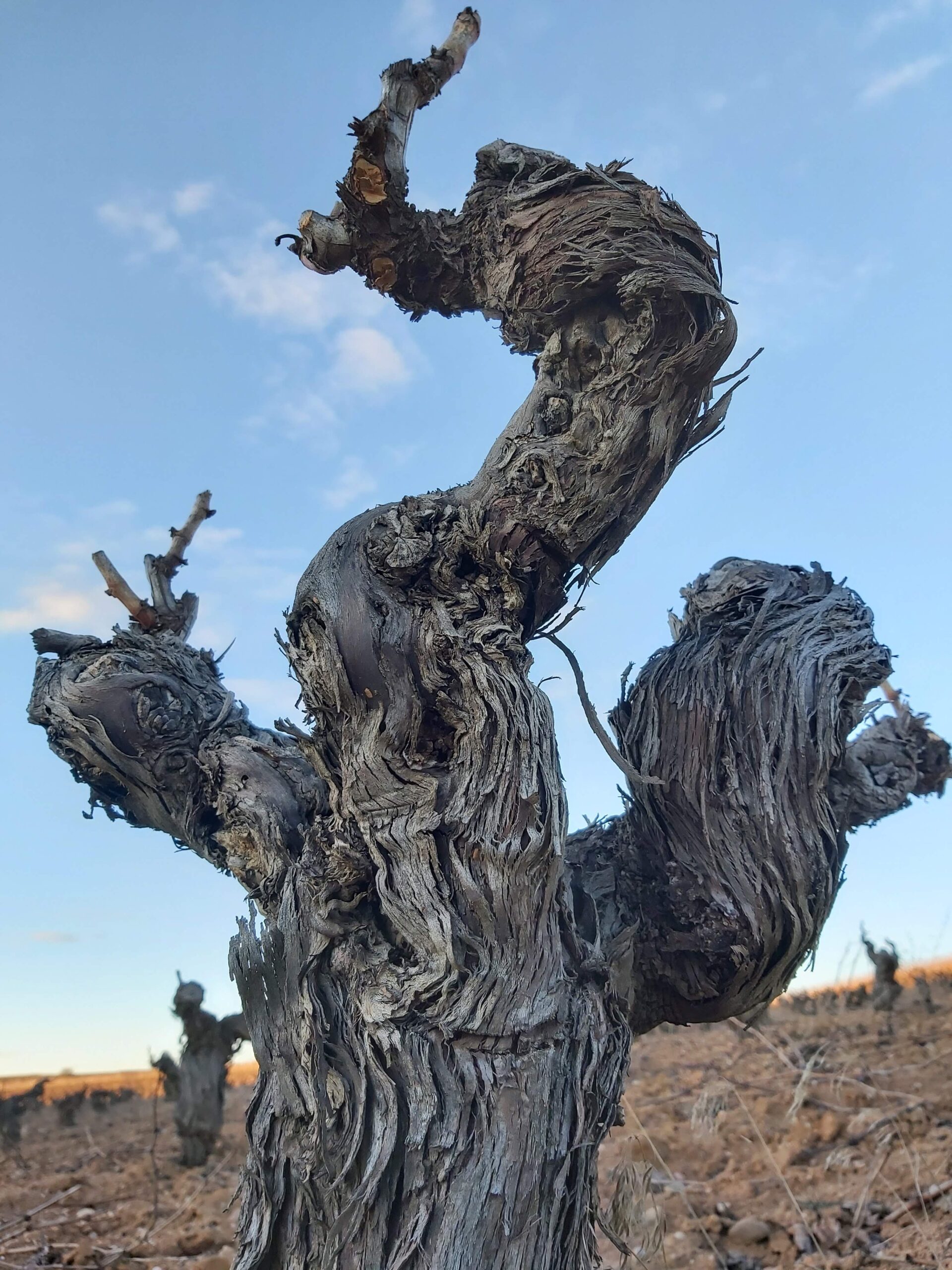 viñas prefiloxéricas viejas en La Horra, Ribera del Duero